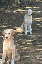 CARONTE, Hund, Maremmen-Abruzzen-Schäferhund-Mix in Italien - Bild 5