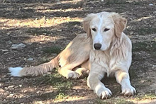 CARONTE, Hund, Maremmen-Abruzzen-Schäferhund-Mix in Italien - Bild 6