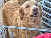 NOOR, Hund, Mischlingshund in Italien - Bild 3