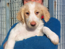 NUBE, Hund, Mischlingshund in Italien - Bild 12