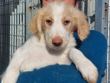 NUBE, Hund, Mischlingshund in Italien - Bild 13
