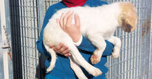 NUBE, Hund, Mischlingshund in Italien - Bild 14