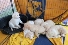 NUBE, Hund, Mischlingshund in Italien - Bild 15