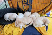 NUBE, Hund, Mischlingshund in Italien - Bild 16