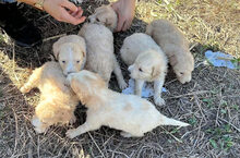 NUBE, Hund, Mischlingshund in Italien - Bild 17