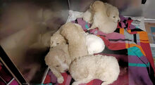 NUBE, Hund, Mischlingshund in Italien - Bild 18