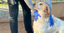 NUBE, Hund, Mischlingshund in Italien - Bild 2