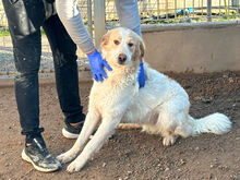 NUBE, Hund, Mischlingshund in Italien - Bild 3