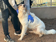 NUBE, Hund, Mischlingshund in Italien - Bild 4