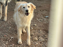 NUVOLA, Hund, Mischlingshund in Italien - Bild 3