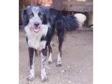LIANO2, Hund, Mischlingshund in Rumänien