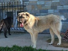 NOUNOU, Hund, Herdenschutzhund-Mix in Griechenland