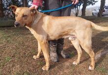 MIKE, Hund, Mischlingshund in Slowakische Republik - Bild 2