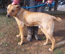 MIKE, Hund, Mischlingshund in Slowakische Republik - Bild 3