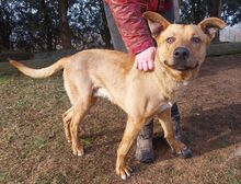 MIKE, Hund, Mischlingshund in Slowakische Republik - Bild 5