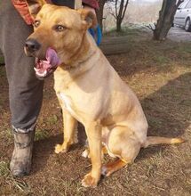 MIKE, Hund, Mischlingshund in Slowakische Republik - Bild 9