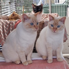 SUGAR, Katze, Siamkatze in Spanien - Bild 3