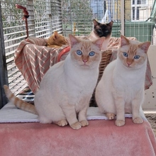 SUGAR, Katze, Siamkatze in Spanien - Bild 4