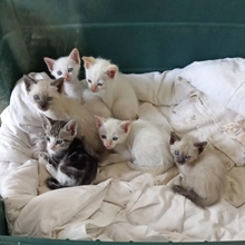 SUGAR, Katze, Siamkatze in Spanien - Bild 5