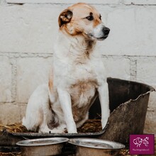 LORENZO, Hund, Mischlingshund in Rumänien - Bild 1