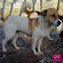 LORENZO, Hund, Mischlingshund in Rumänien - Bild 2