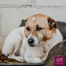 LORENZO, Hund, Mischlingshund in Rumänien - Bild 8