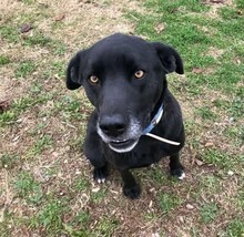 FITJE, Hund, Labrador-Mix in Griechenland - Bild 1