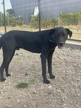 FITJE, Hund, Labrador-Mix in Griechenland - Bild 9