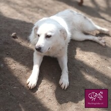 KIRA, Hund, Mischlingshund in Rumänien - Bild 2