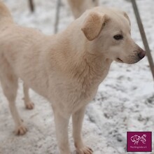 ANNA, Hund, Mischlingshund in Rumänien - Bild 4