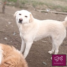 ANNA, Hund, Mischlingshund in Rumänien - Bild 5