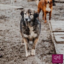 CARLA, Hund, Mischlingshund in Rumänien - Bild 3