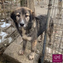 CARLA, Hund, Mischlingshund in Rumänien - Bild 4