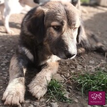 CARLA, Hund, Mischlingshund in Rumänien - Bild 5