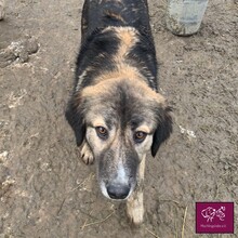 CARLA, Hund, Mischlingshund in Rumänien - Bild 6