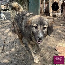 CARLA, Hund, Mischlingshund in Rumänien - Bild 8