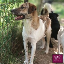 MELA, Hund, Mischlingshund in Rumänien - Bild 2