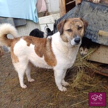 MELA, Hund, Mischlingshund in Rumänien - Bild 6