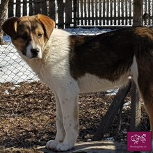 LEO, Hund, Mischlingshund in Rumänien - Bild 1