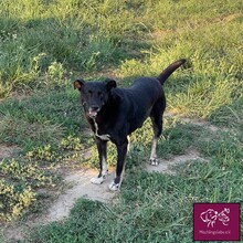 NOROC, Hund, Mischlingshund in Rumänien - Bild 11