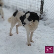 MALTE, Hund, Herdenschutzhund in Rumänien - Bild 3