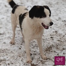 MALTE, Hund, Herdenschutzhund in Rumänien - Bild 4