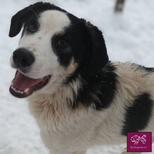 MALTE, Hund, Herdenschutzhund in Rumänien - Bild 5