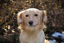 LESKA, Hund, Mischlingshund in Kroatien - Bild 1