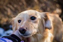 LESKA, Hund, Mischlingshund in Kroatien - Bild 2