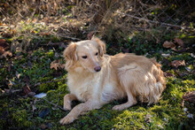 LESKA, Hund, Mischlingshund in Kroatien - Bild 3