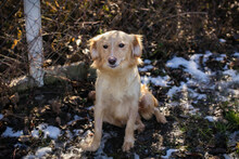 LESKA, Hund, Mischlingshund in Kroatien - Bild 4