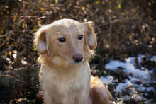 LESKA, Hund, Mischlingshund in Kroatien - Bild 5