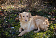 LESKA, Hund, Mischlingshund in Kroatien - Bild 6