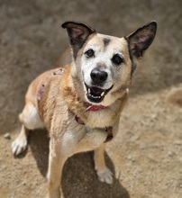 ZHEMI, Hund, Mischlingshund in Spanien - Bild 1